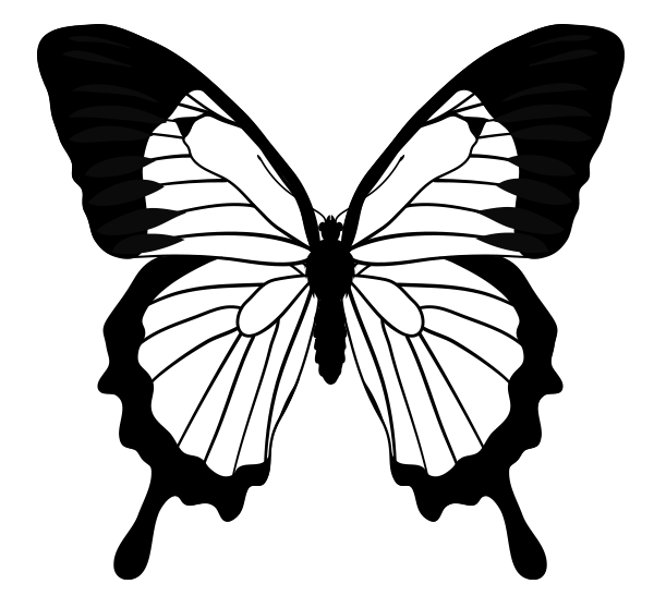 Butterfly Symmetrical Balance